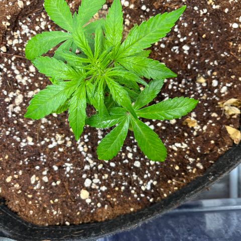 Rita growlog photo: Some great growth and spreading of the leaves. No noticeable deficiencies as yet.