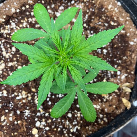 Rita growlog photo: Later into the evening, Rita gained some vertical growth and started to pop those pistils. Both confirmed females. Might do some training tomorrow.