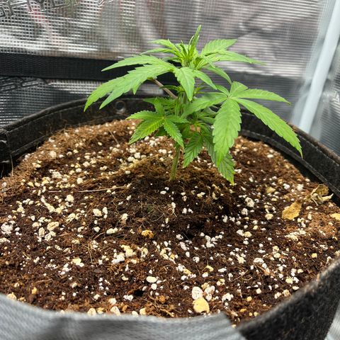 Rita growlog photo: Later into the evening, Rita gained some vertical growth and started to pop those pistils. Both confirmed females. Might do some training tomorrow.