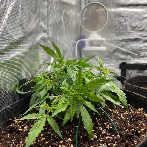 Rita growlog photo: LST to promote more harvest. Not much very at growth, may have experienced a bit stunting from high humidity, but not significant.