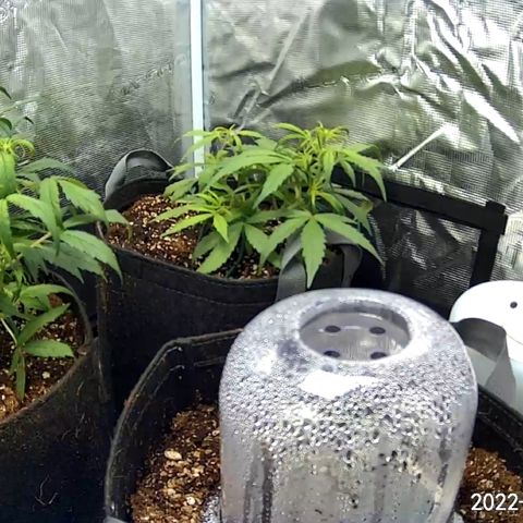 Rita growlog photo: Last day of high humidity.