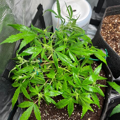 Rita growlog timeline photo