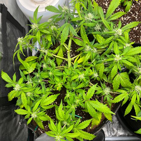 Rita growlog photo: Just like Lily, Rita is experiencing some light N burn. Gave them an extra day of just a spray to moisturize and then fed nutrient tea. This nutrient tea results shall indeed be interesting!