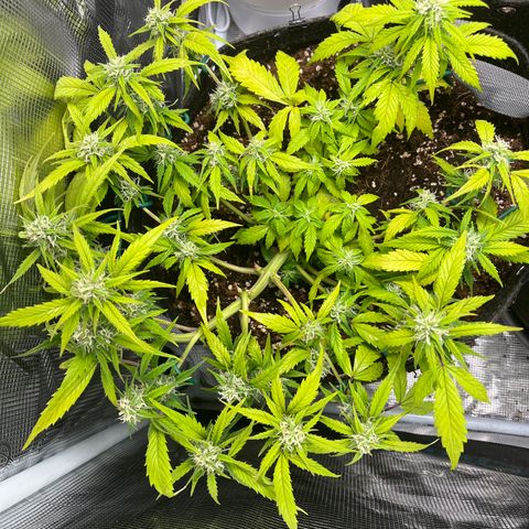 Rita growlog timeline photo