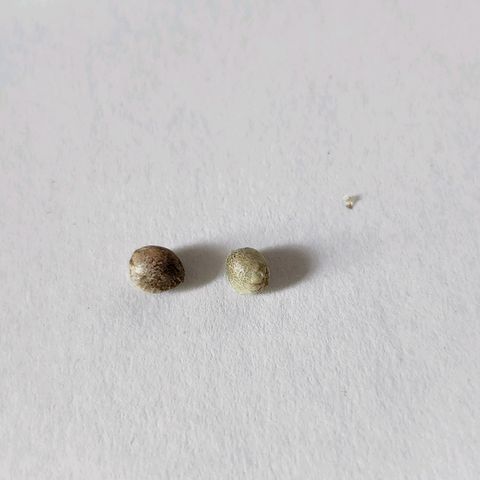 BB- G13 growlog photo: Pick of seeds; All pass pinch test, choose two best based on size/color.