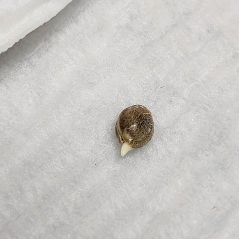 BB- G13 growlog photo: First seed sprout~☆ (7may germ'ing)