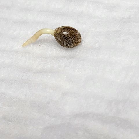 BB- G13 growlog timeline photo