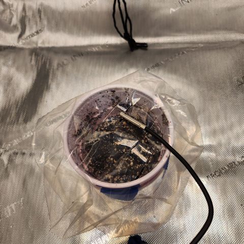 BB- G13 growlog photo: Sprout sprouting