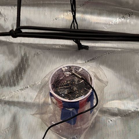 BB- G13 growlog photo: Sprout sprouting