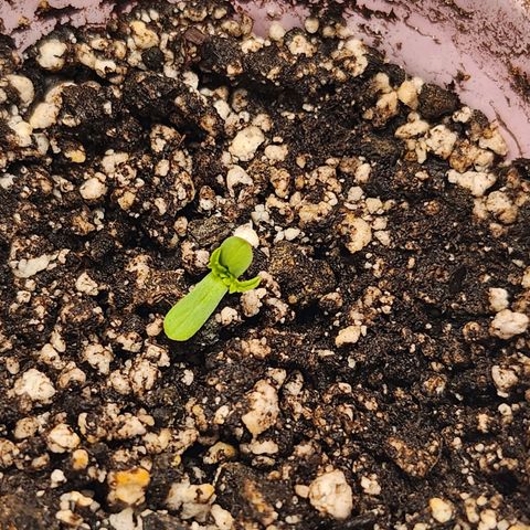 BB- G13 growlog photo: More growth! Another hour of music: Nat King Cole's The Unforgettable 