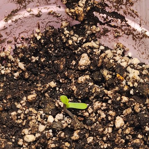 BB- G13 growlog photo: More growth! Another hour of music: Nat King Cole's The Unforgettable 