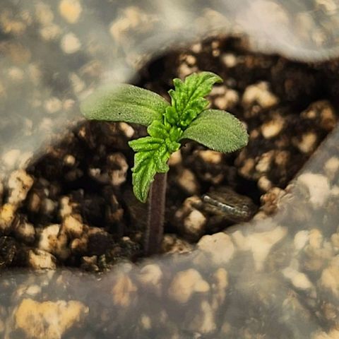 BB- G13 growlog timeline photo