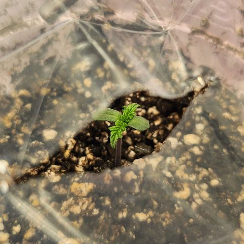 BB- G13 growlog timeline photo