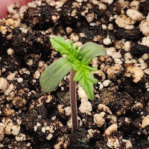 BB- G13 growlog photo: Added more soil mix 