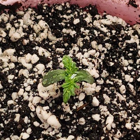 BB- G13 growlog photo: Added more soil mix 