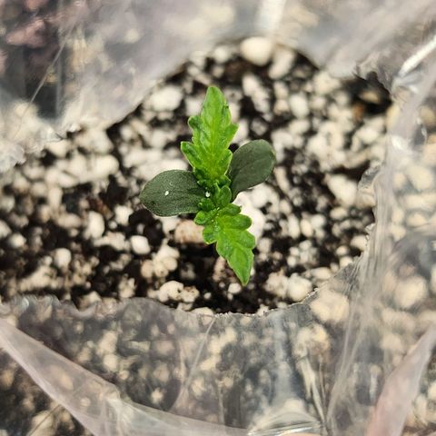BB- G13 growlog photo: Better color, but more stem growth