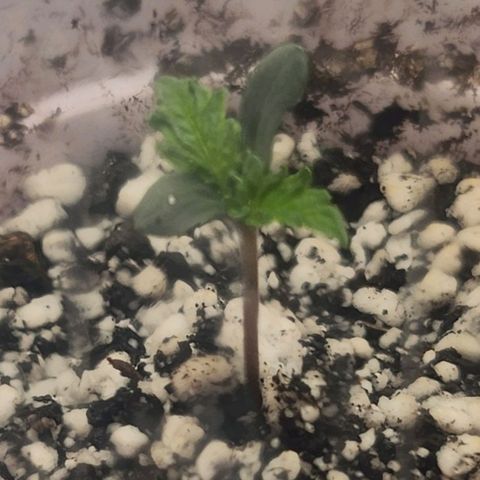 BB- G13 growlog photo: Better color, but more stem growth