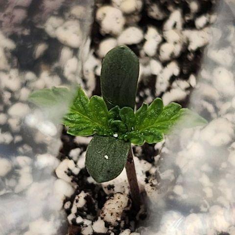 BB- G13 growlog photo: Better color, but more stem growth