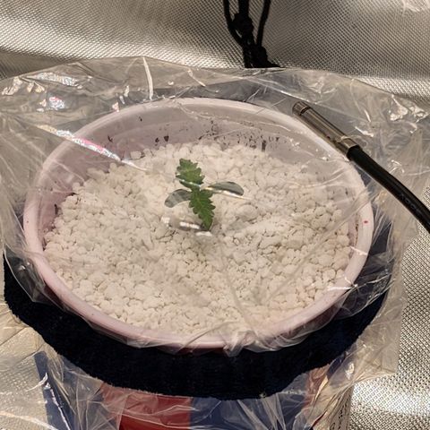 BB- G13 growlog photo: Stem grew long enough in 10 hours to add more substrate. Sticking with perlite, as not to add too much heavy substrate around the stem. First fan leaf set is already showing distinctive shape and curlage. Second set of fan leafs are starting to come in.
More music currently playing for lil' BB-G13. Keeping to classical, older easy listening music, or modern stuff that has a soft tone to it. Nothing Rock, Rap, Electronica, or hard hitting music that isn't pleasant for plants.