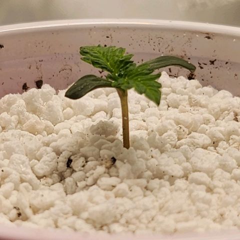 BB- G13 growlog photo: Stem grew long enough in 10 hours to add more substrate. Sticking with perlite, as not to add too much heavy substrate around the stem. First fan leaf set is already showing distinctive shape and curlage. Second set of fan leafs are starting to come in.
More music currently playing for lil' BB-G13. Keeping to classical, older easy listening music, or modern stuff that has a soft tone to it. Nothing Rock, Rap, Electronica, or hard hitting music that isn't pleasant for plants.