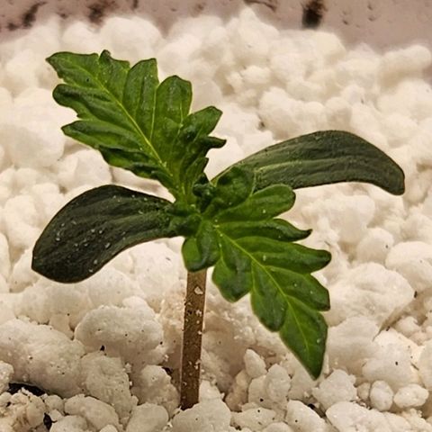 BB- G13 growlog photo: Stem grew long enough in 10 hours to add more substrate. Sticking with perlite, as not to add too much heavy substrate around the stem. First fan leaf set is already showing distinctive shape and curlage. Second set of fan leafs are starting to come in.
More music currently playing for lil' BB-G13. Keeping to classical, older easy listening music, or modern stuff that has a soft tone to it. Nothing Rock, Rap, Electronica, or hard hitting music that isn't pleasant for plants.