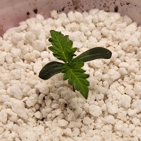 BB- G13 growlog timeline photo