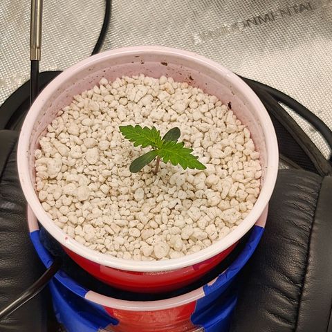 BB- G13 growlog photo: Removed dome, added headphones 