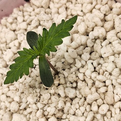 BB- G13 growlog photo: Removed dome, added headphones 