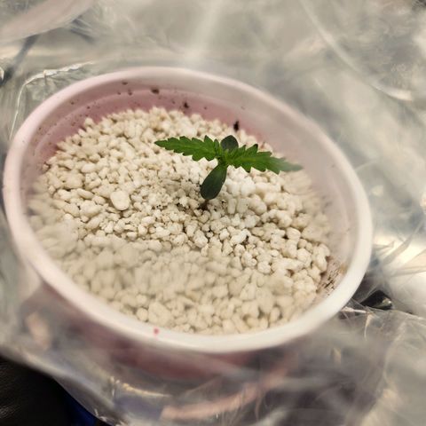BB- G13 growlog photo: Removed dome, added headphones 