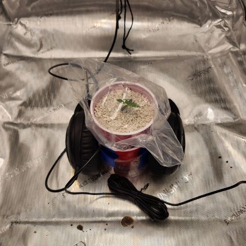 BB- G13 growlog photo: Removed dome, added headphones 