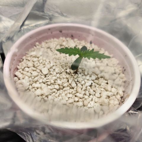 BB- G13 growlog photo: Removed dome, added headphones 