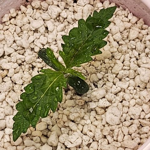 BB- G13 growlog timeline photo
