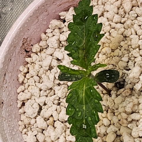 BB- G13 growlog timeline photo