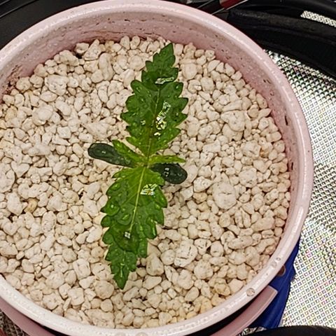 BB- G13 growlog timeline photo