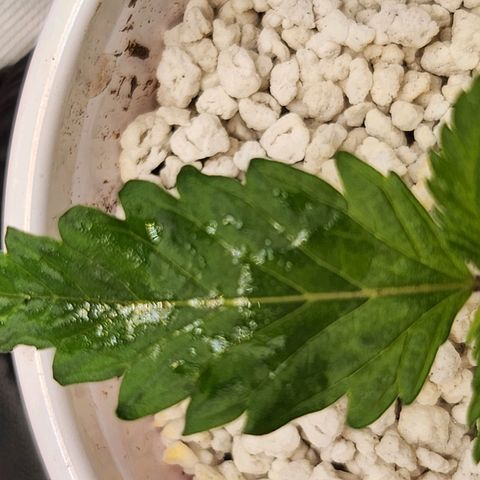 BB- G13 growlog timeline photo