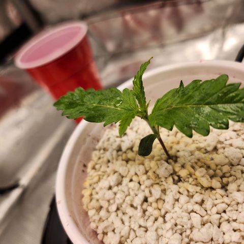BB- G13 growlog timeline photo