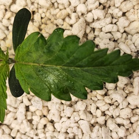 BB- G13 growlog timeline photo