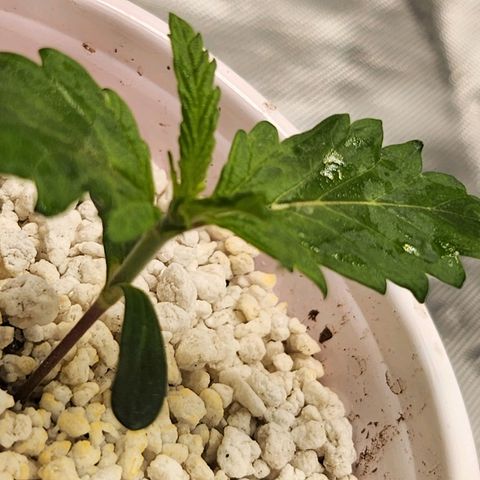BB- G13 growlog timeline photo