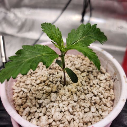 BB- G13 growlog photo: ~{ °○° }~