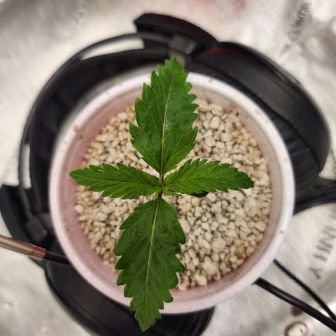 BB- G13 growlog photo: ~{ °○° }~