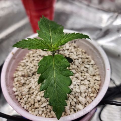 BB- G13 growlog photo: ~{ °○° }~