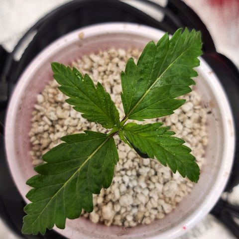 BB- G13 growlog photo: ~{ °○° }~