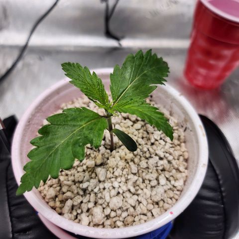 BB- G13 growlog photo: ~{ °○° }~