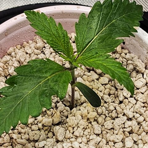 BB- G13 growlog photo: ~{ °○° }~