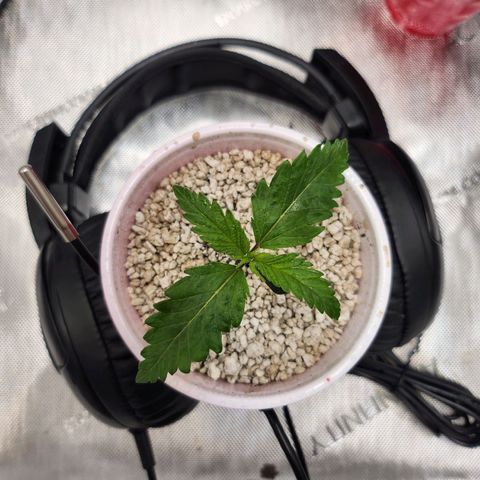 BB- G13 growlog photo: ~{ °○° }~