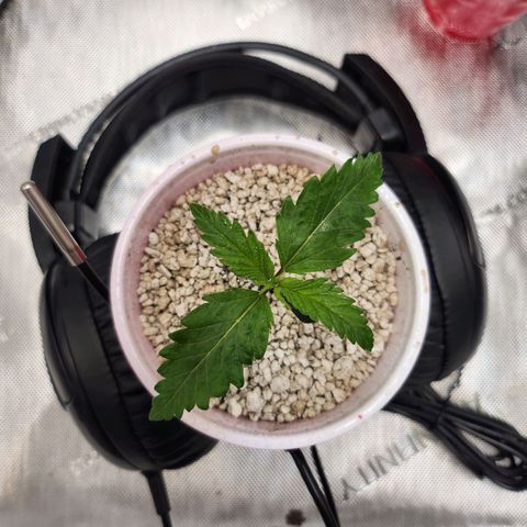 BB- G13 growlog timeline photo