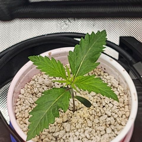 BB- G13 growlog timeline photo