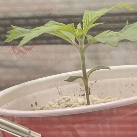BB- G13 growlog timeline photo