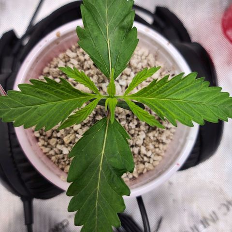 BB- G13 growlog timeline photo