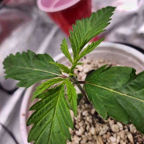 BB- G13 growlog timeline photo